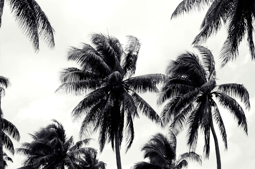 Black and White Palm Trees